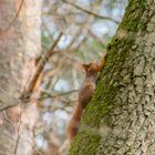 Das Eichhörnchen auf der Eiche