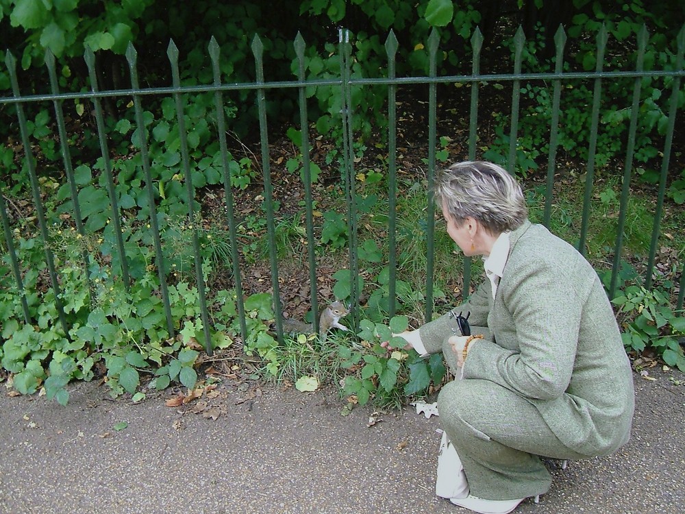 Das Eichhörnchen aus Hyde Park