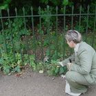 Das Eichhörnchen aus Hyde Park