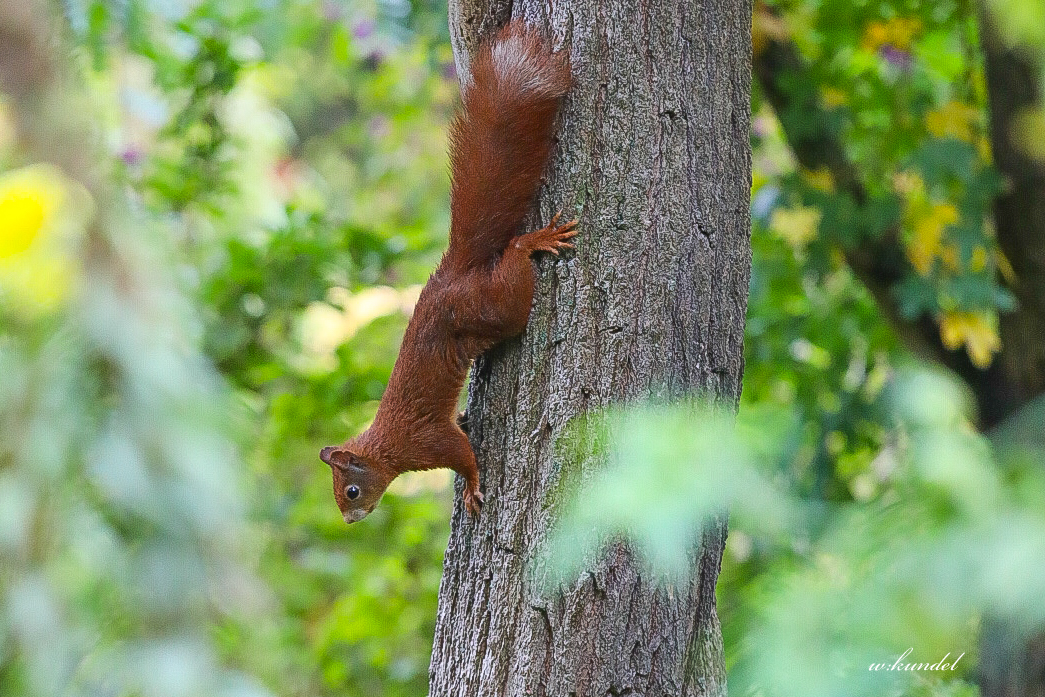 Das Eichhörnchen