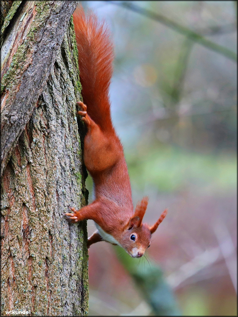 das Eichhörnchen