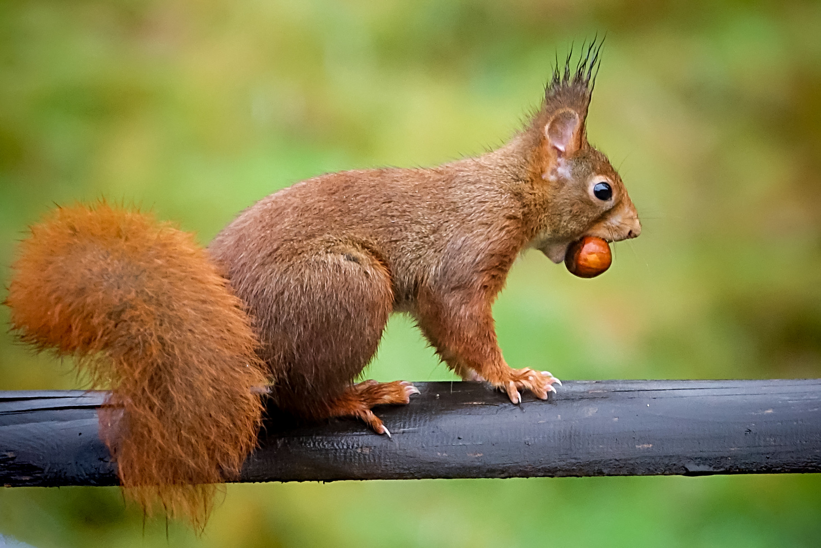 Das Eichhörnchen