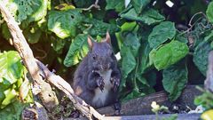 Das Eichhörnchen bei den Nüssen für die Vögel und auch für diesen Gast 