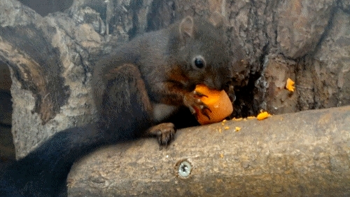Das Eichhörnchen-Bild