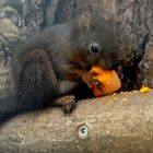 Das Eichhörnchen-Bild