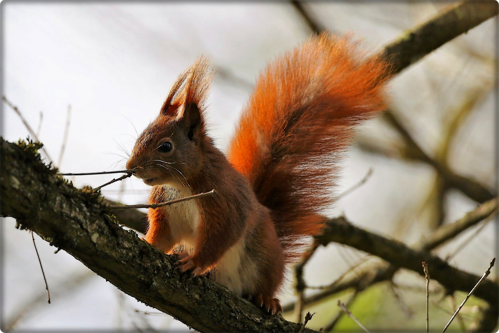 Das Eichhörnchen Foto & Bild tiere, wildlife, säugetiere Bilder auf Das Eichhörnchen Foto & Bild tiere, wildlife, säugetiere Bilder auf