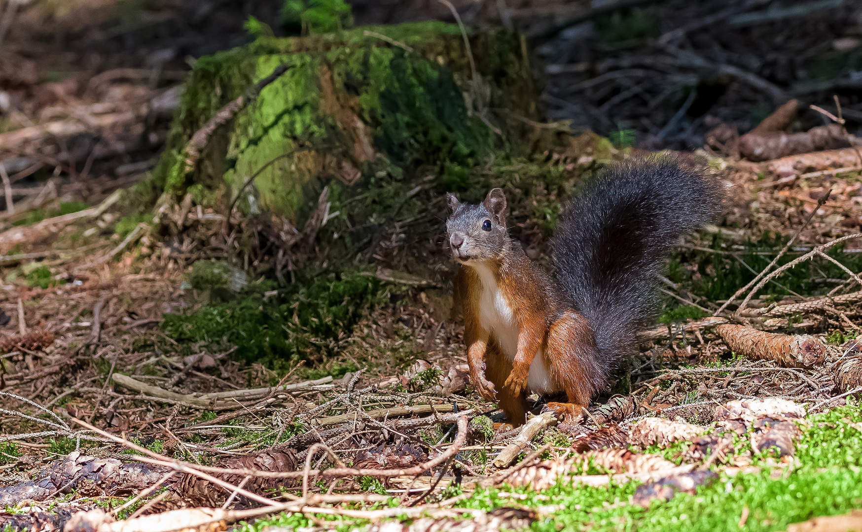 Das Eichhörnchen, das mir Model stand