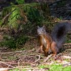 Das Eichhörnchen, das mir Model stand