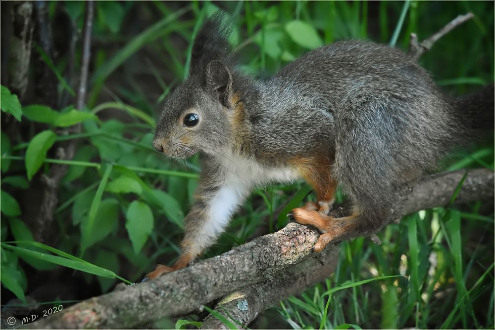 Das Eichhörnchen ...