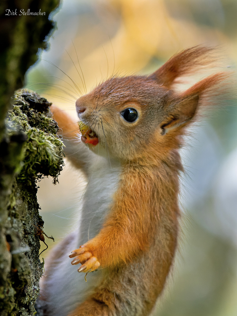 Das Eichhörnchen