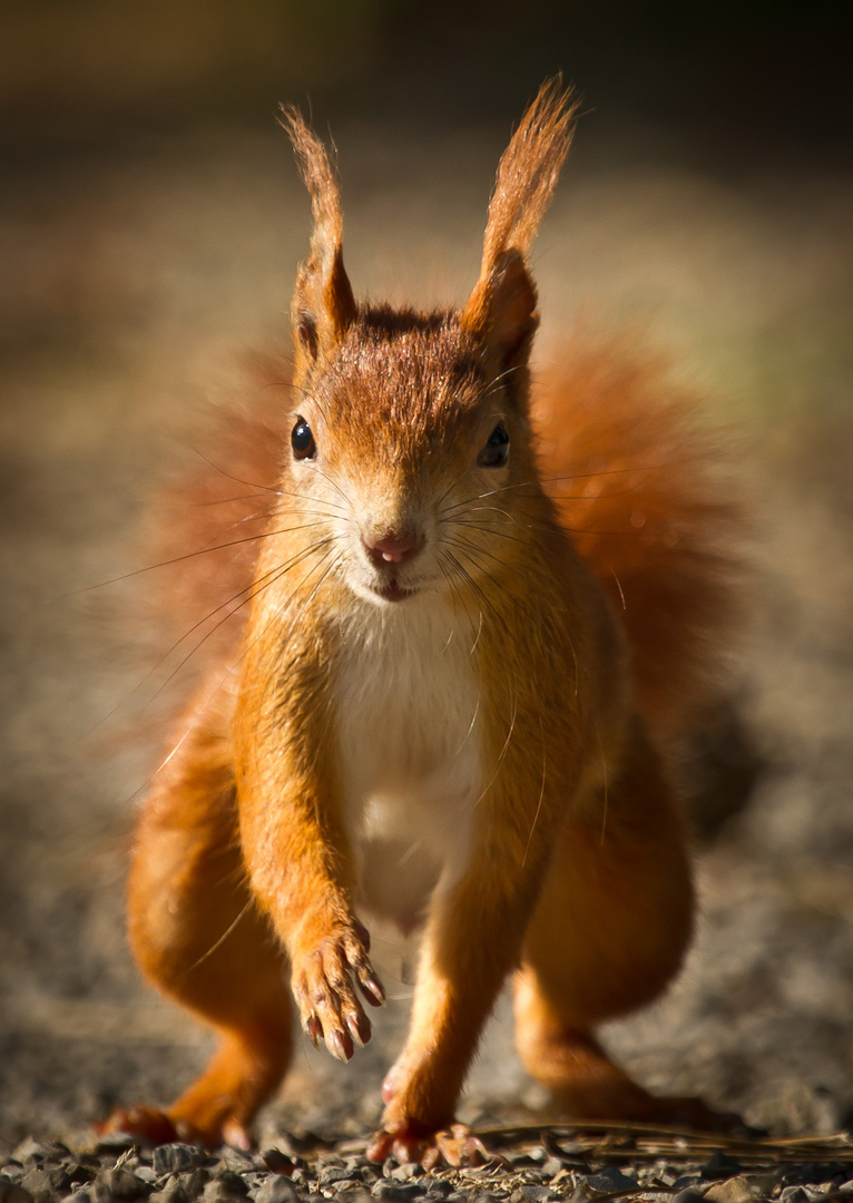 Das Eichhörnchen für Annette Schlauch