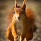 Das Eichhörnchen für Annette Schlauch