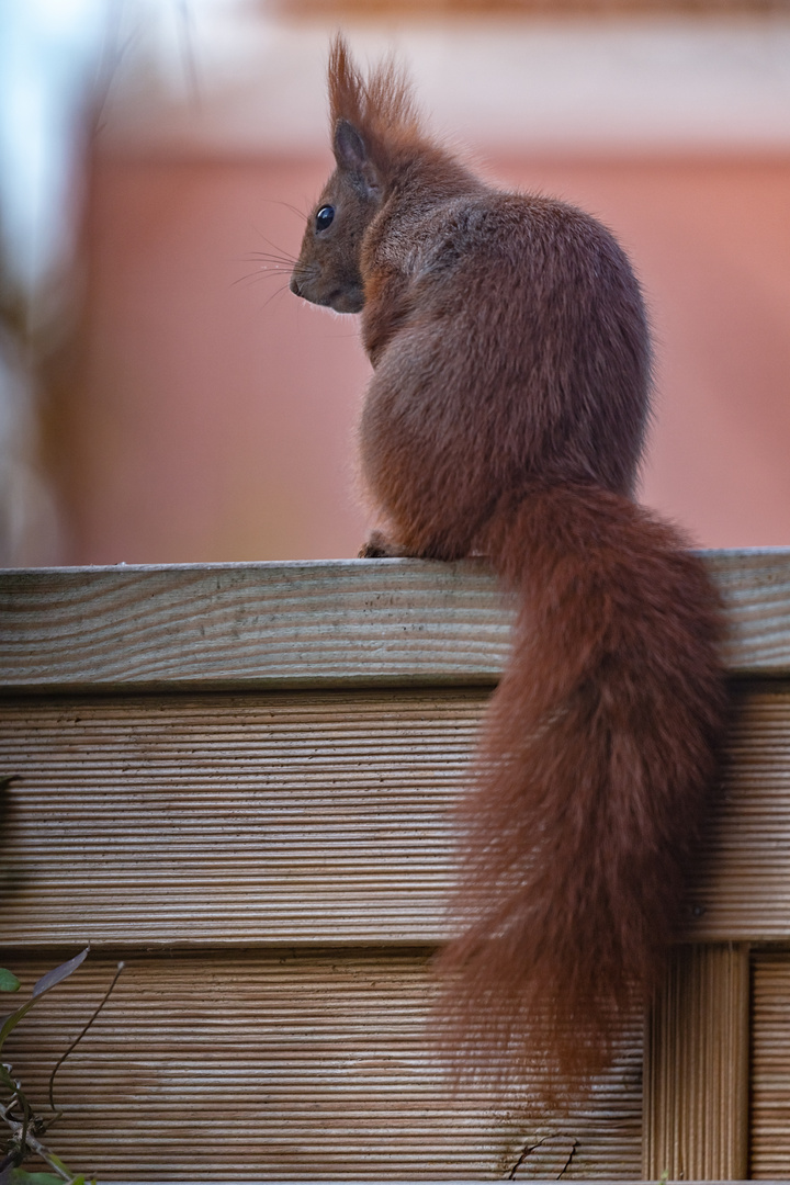 Das Eichhörnchen hat die Übersicht