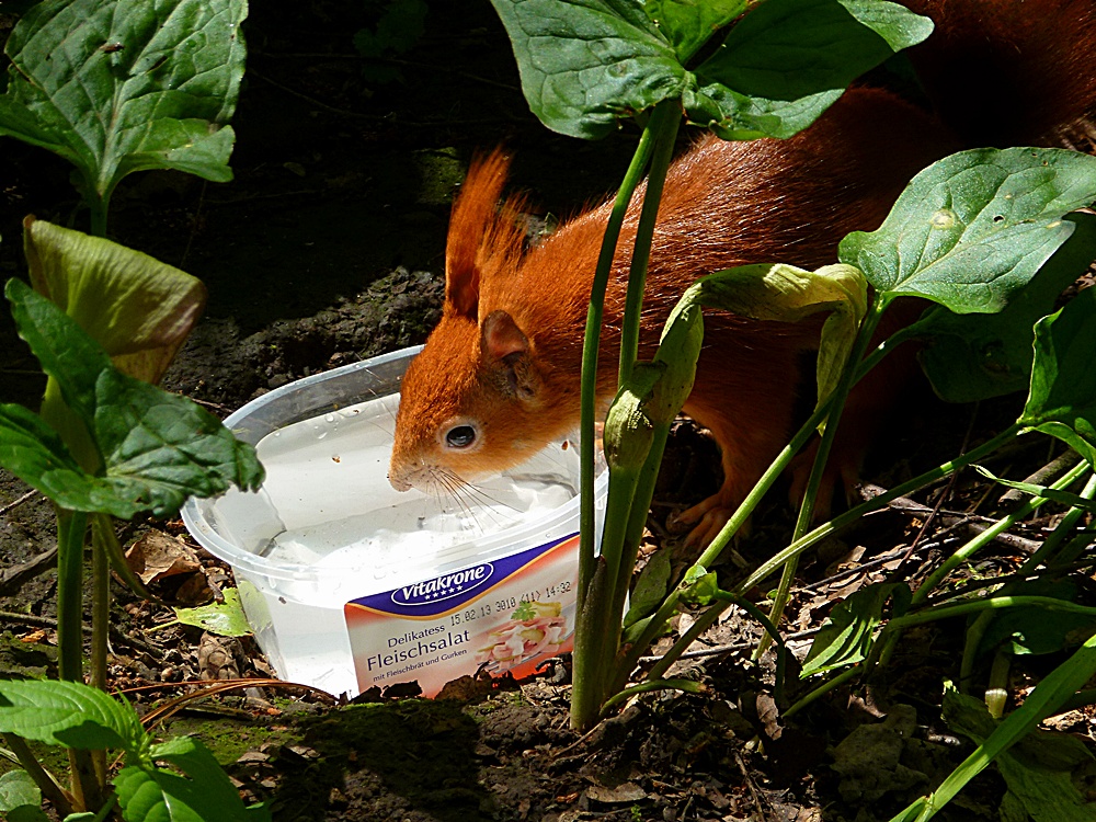 Das Eichhörnchen hat Durst ...