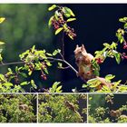 Das Eichhörnchen hat heute einen Obsttag