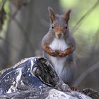 Das Eichhörnchen hat sich ...