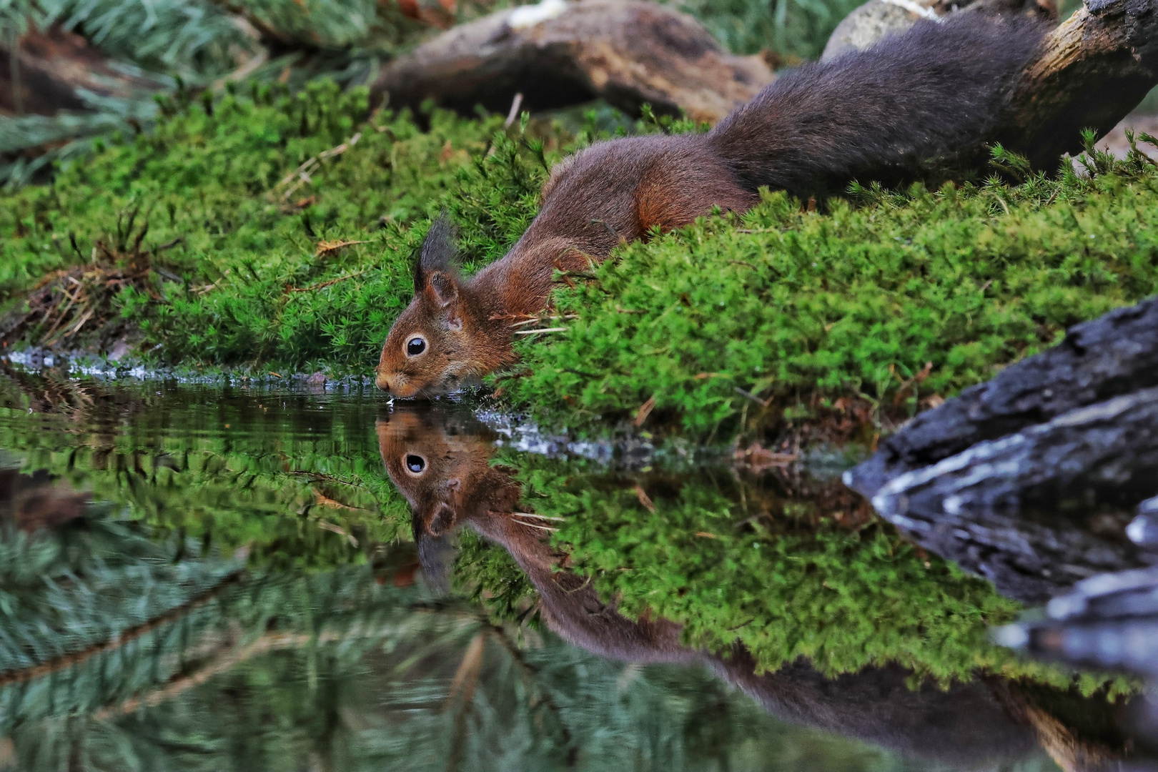 Das Eichhörnchen hatte großen Durst. 