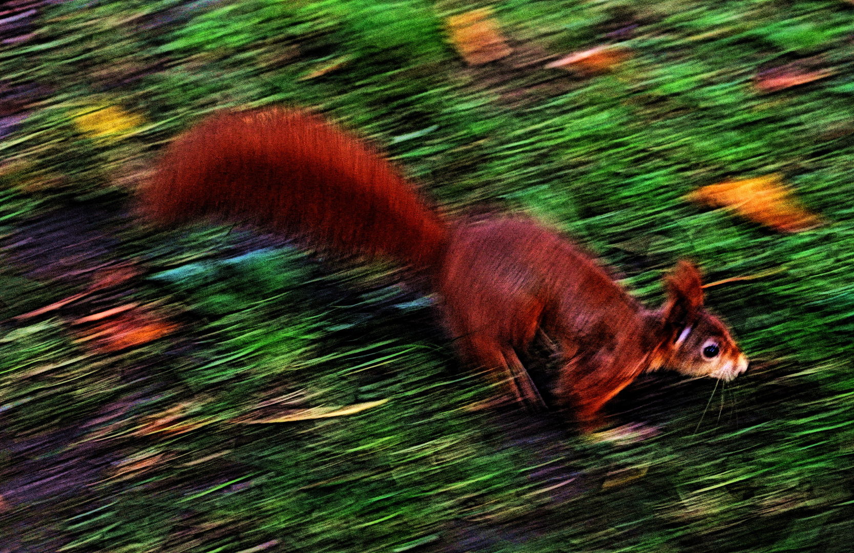 Das Eichhörnchen im Herbst