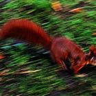 Das Eichhörnchen im Herbst