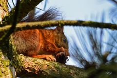 Das Eichhörnchen im Kiefernwald