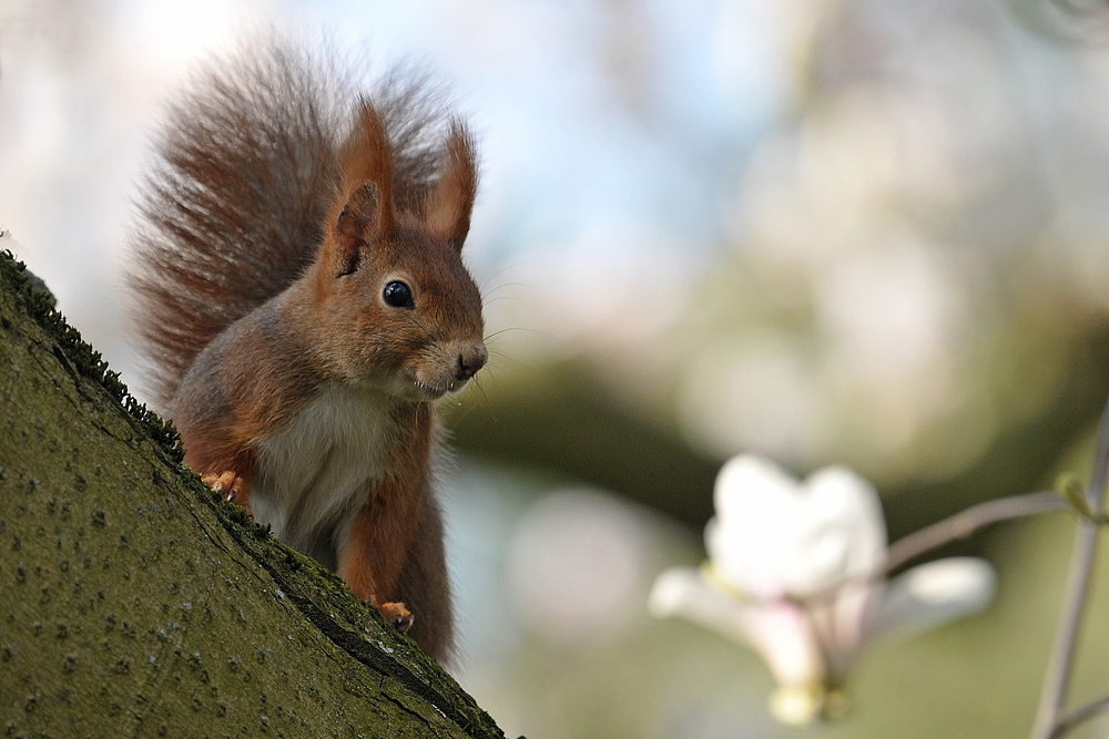 Das Eichhörnchen: Im Magnolienbaum 01