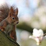 Das Eichhörnchen: Im Magnolienbaum 01