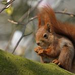 Das Eichhörnchen: Im Magnolienbaum 02