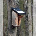 Das Eichhörnchen im Starkasten