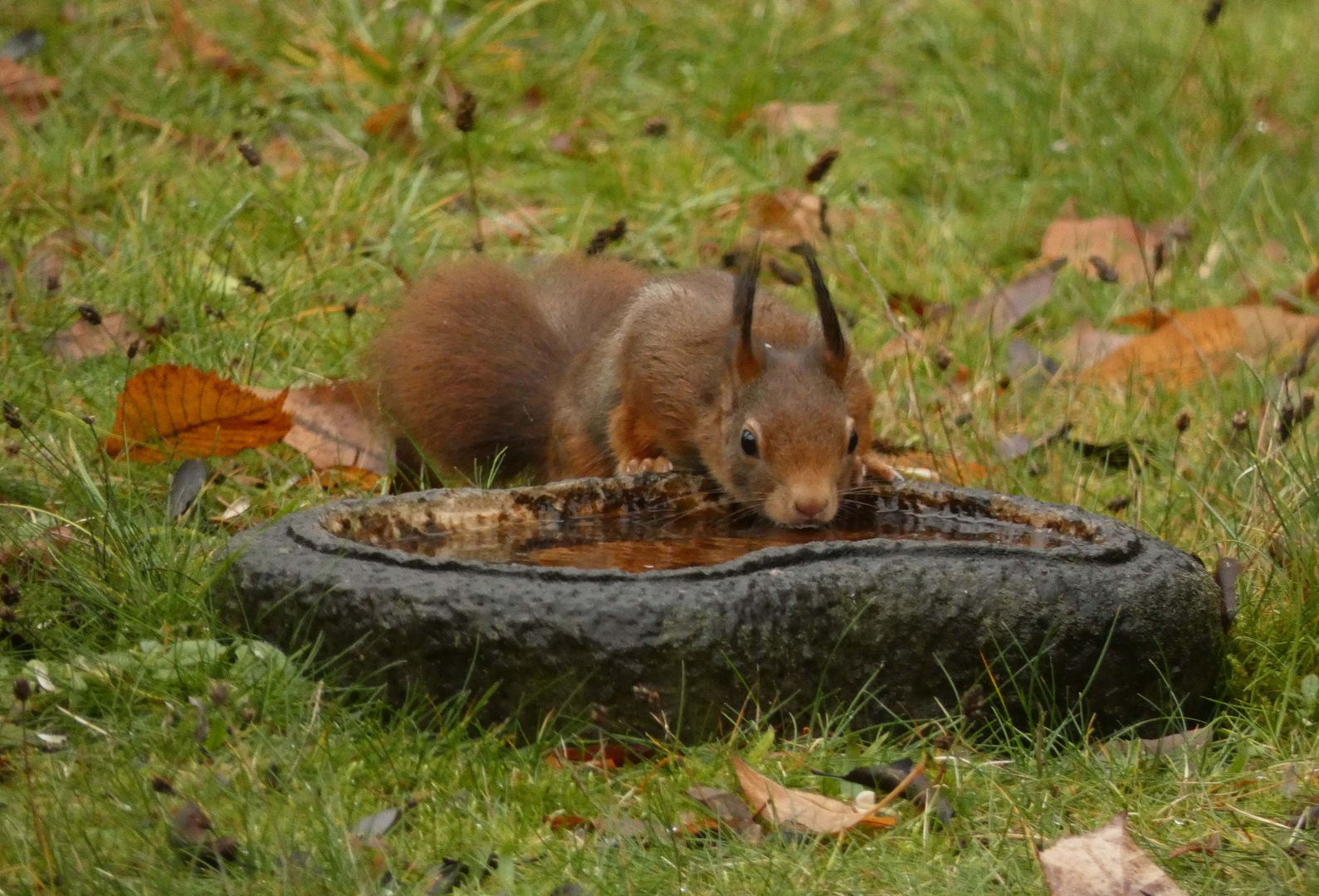 Das Eichhörnchen in meinem Garten