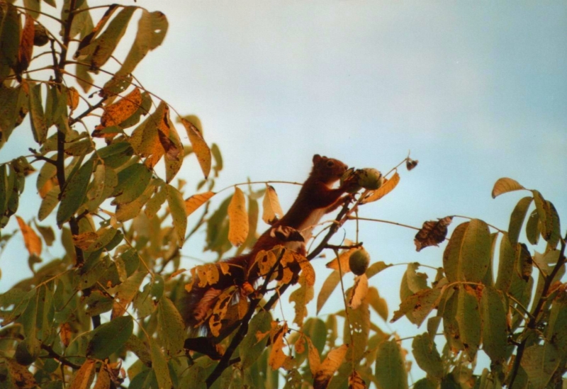 Das Eichhörnchen in unserem Garten