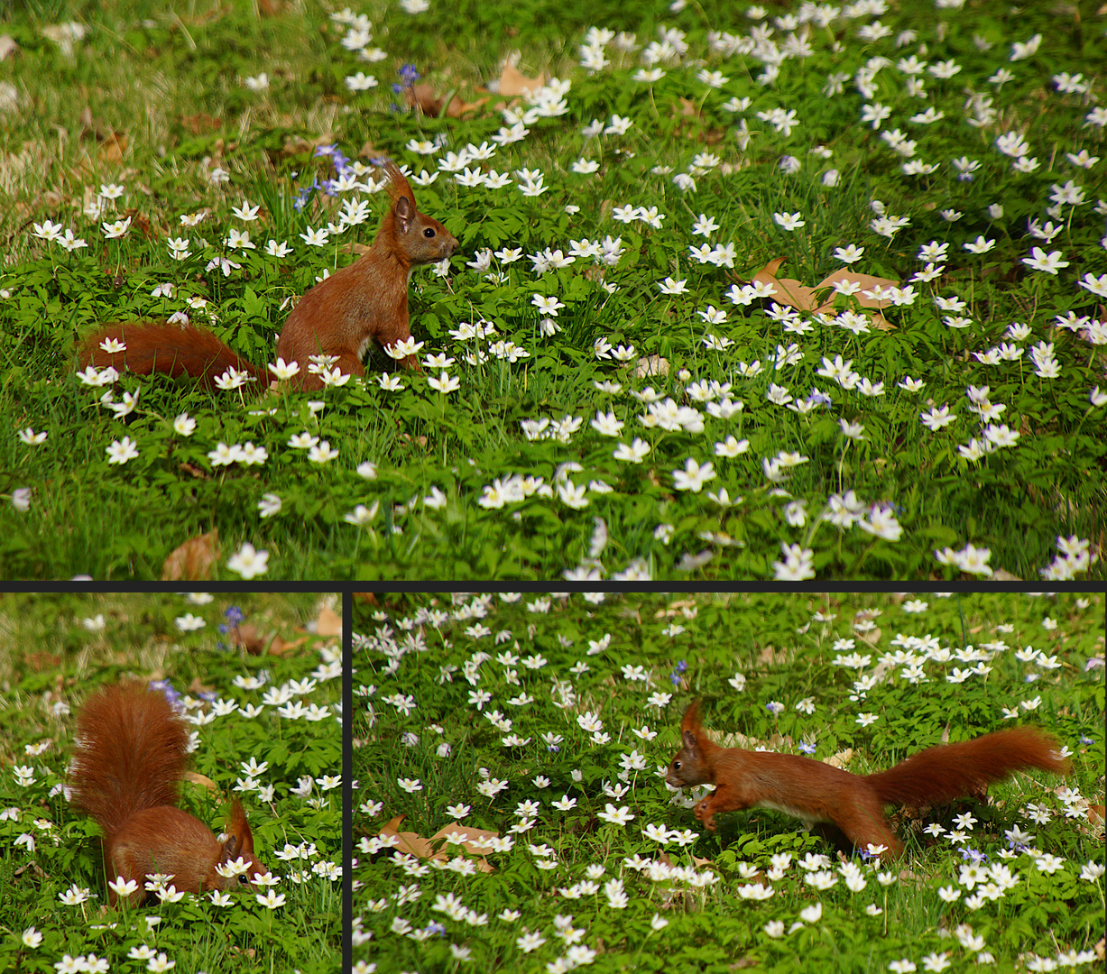 Das Eichhörnchen ist der neue Osterhase!