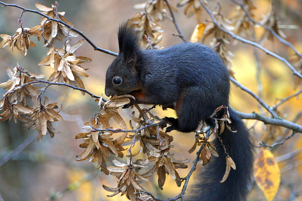 Das Eichhörnchen ist schwarz, aber ....