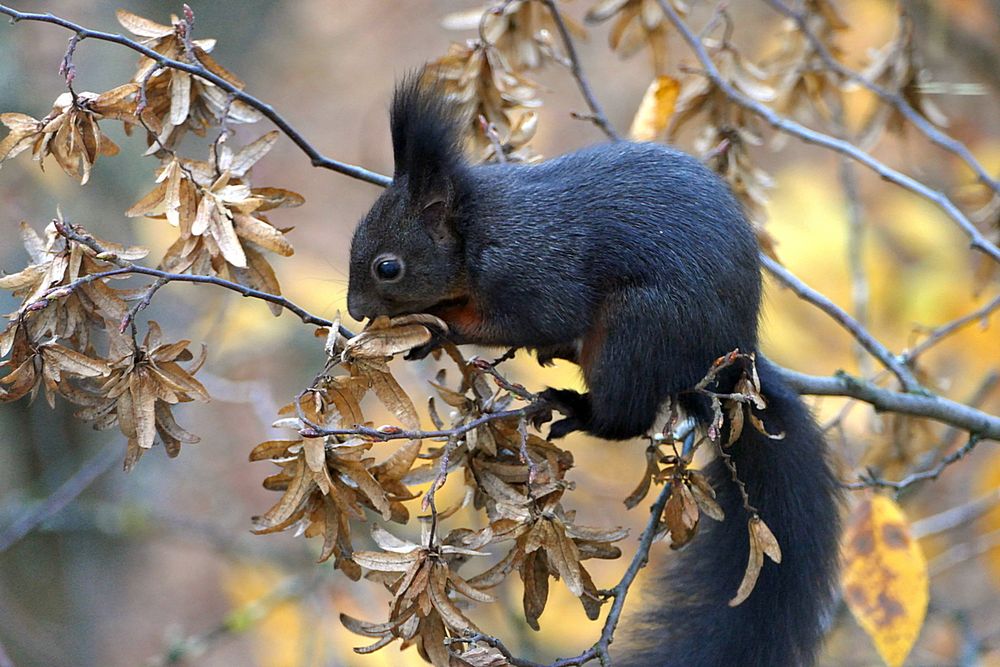 Das Eichhörnchen ist schwarz, aber ....