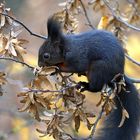 Das Eichhörnchen ist schwarz, aber ....