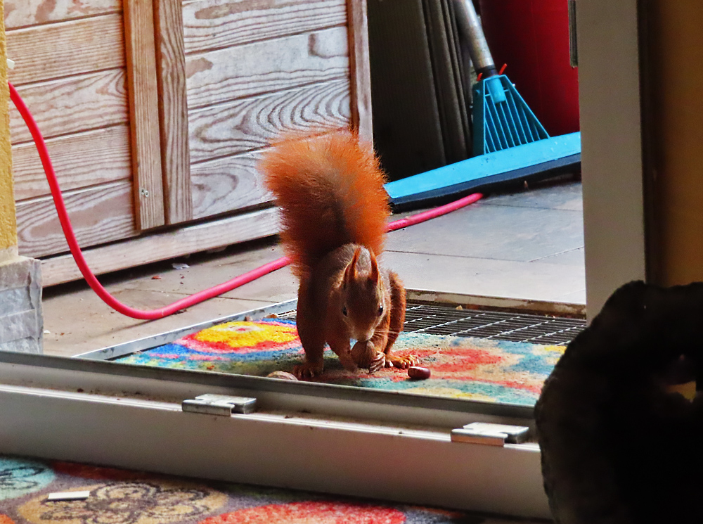 Das Eichhörnchen kam rein ins Wohnzimmer