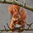 Das Eichhörnchen knackt seine Nuss