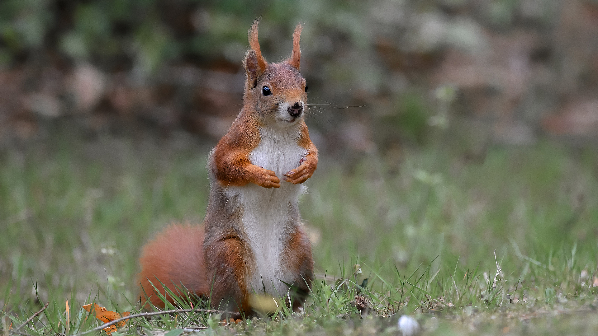 Das Eichhörnchen mit dem schmutzigen Näschen.