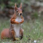 Das Eichhörnchen mit dem schmutzigen Näschen.