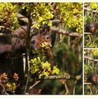 Das Eichhörnchen nascht die jungen Baumblüten