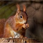 Das Eichhörnchen (Sciurus)