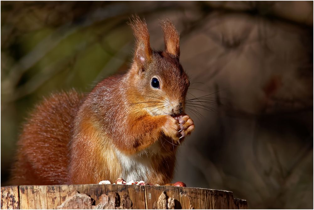 Das Eichhörnchen (Sciurus)