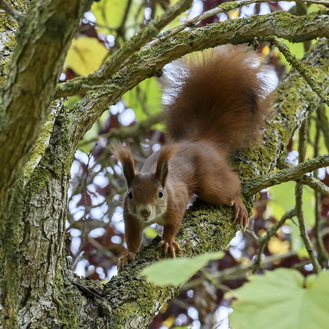 Das Eichhörnchen (Sciurus vulgaris) 105 mm 