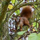 Das Eichhörnchen (Sciurus vulgaris) 105 mm 