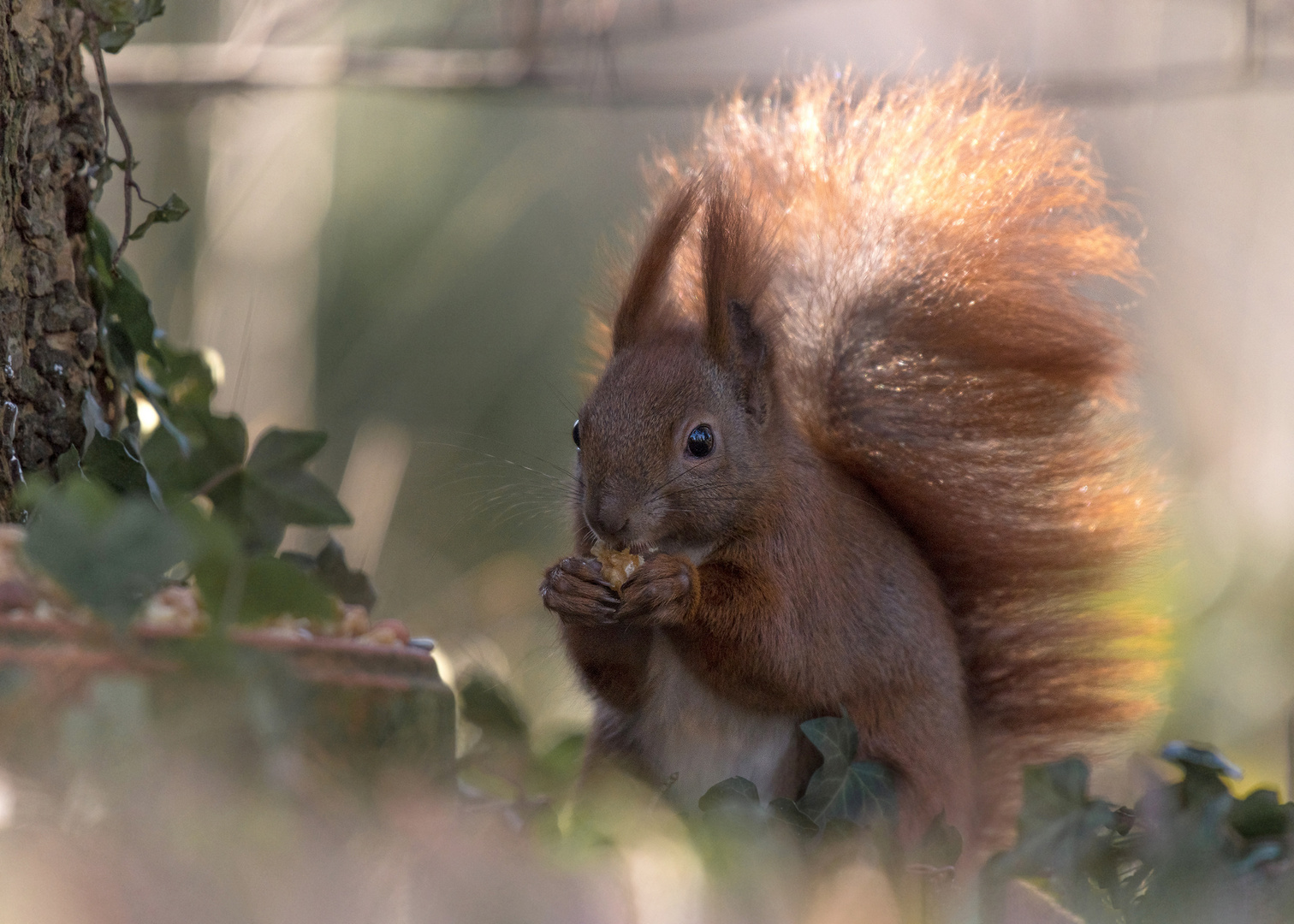 Das Eichhörnchen (Sciurus vulgaris)