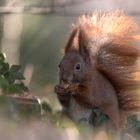 Das Eichhörnchen (Sciurus vulgaris)