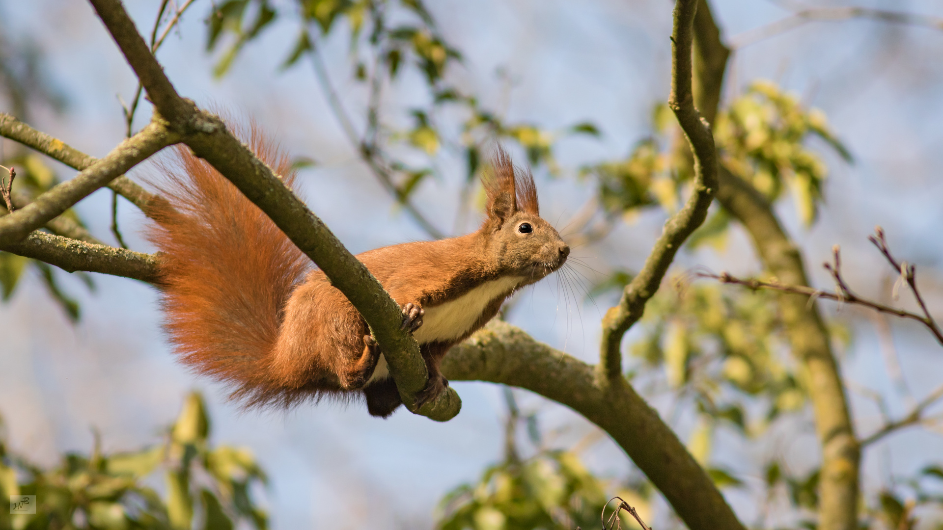 Das Eichhörnchen (Sciurus vulgaris)