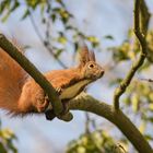 Das Eichhörnchen (Sciurus vulgaris)