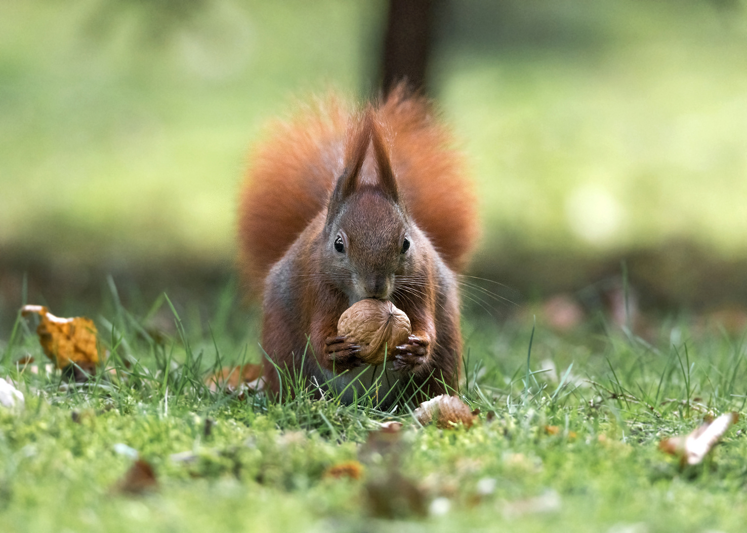 Das Eichhörnchen (Sciurus vulgaris)