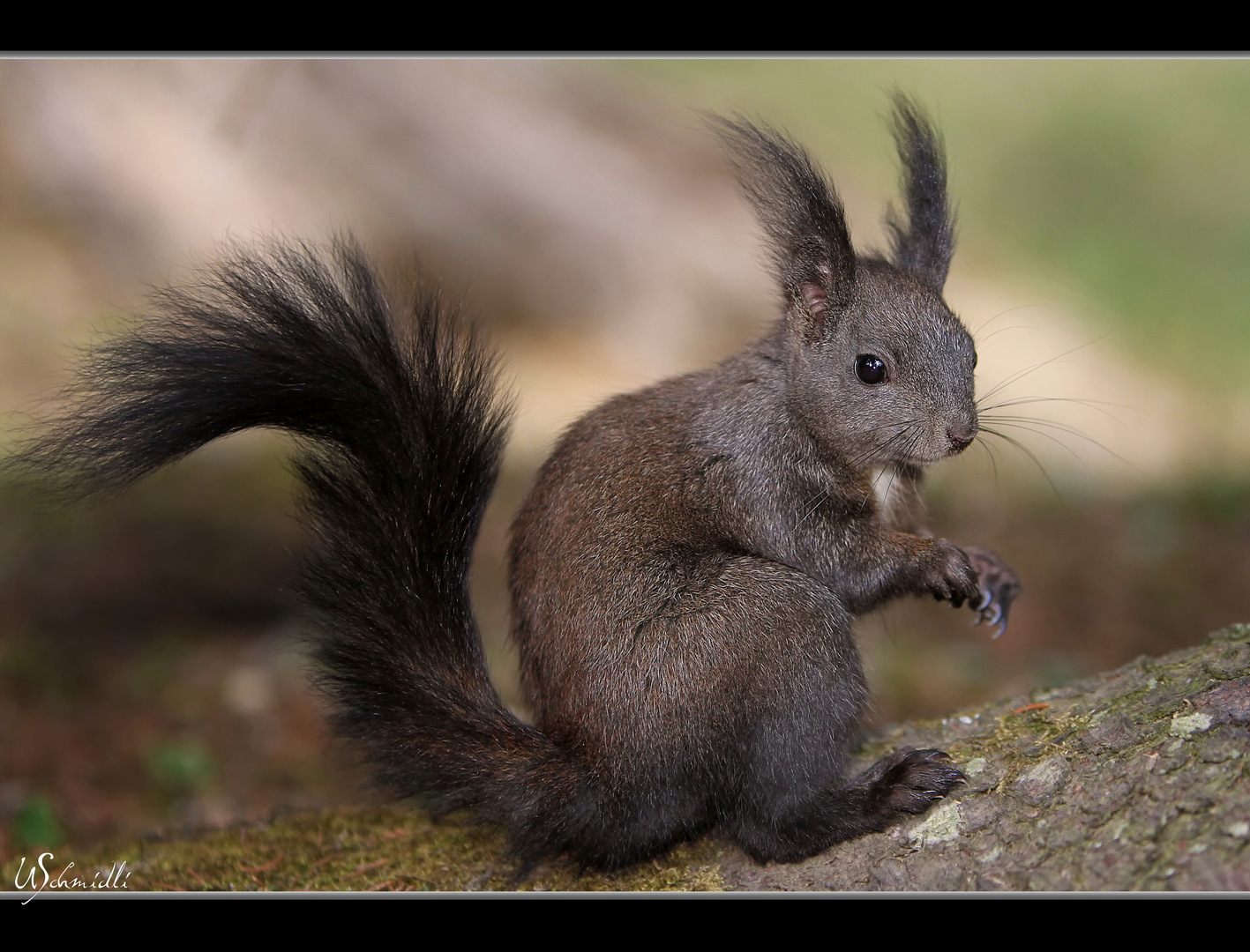 Das Eichhörnchen (Sciurus vulgaris