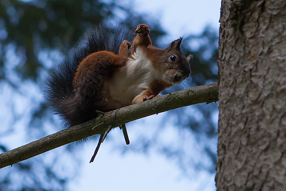 Das Eichhörnchen (Sciurus vulgaris), regional auch Eichkätzchen